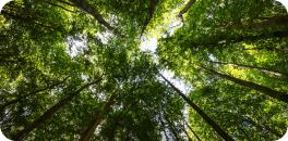 Consciência Ecológica